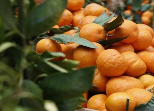 Seferihisar Mandalina Festivali Turu (30 Kasım Pazar)